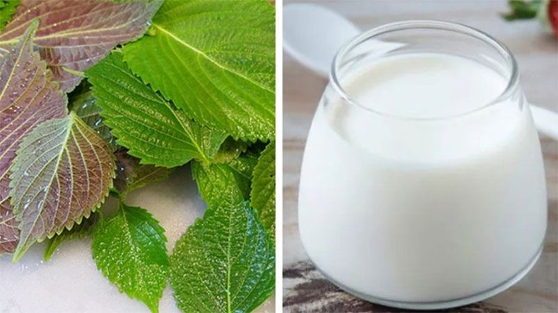 11 cách làm trắng da bằng lá tía tô hiệu quả