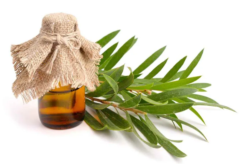 Top 11 loại sữa rửa mặt tràm trà được nhiều khách hàng yêu thích cho da dầu và mụn