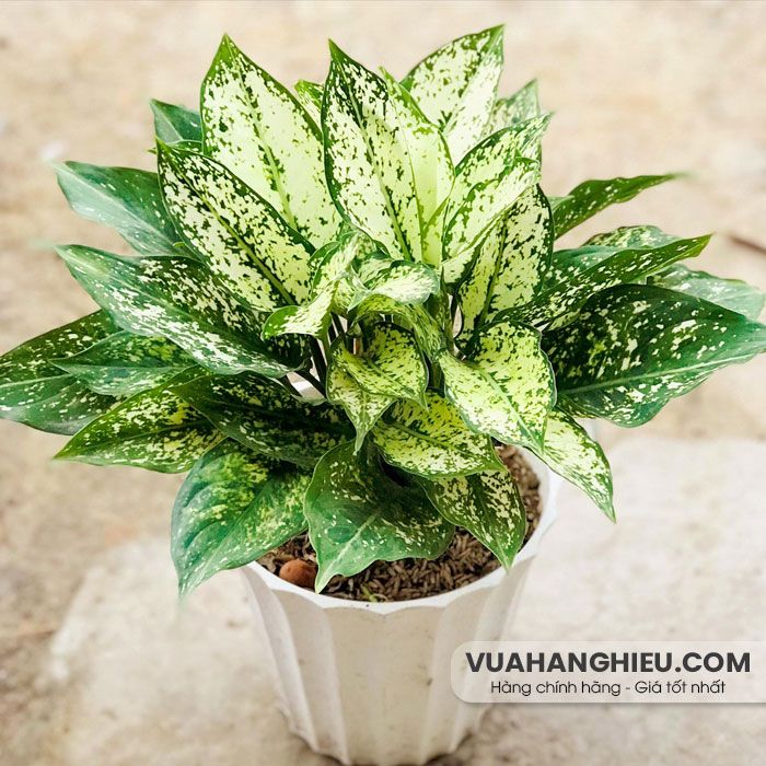 50+ món quà tặng 20/11 cho thầy cô tinh tế, ý nghĩa - 29