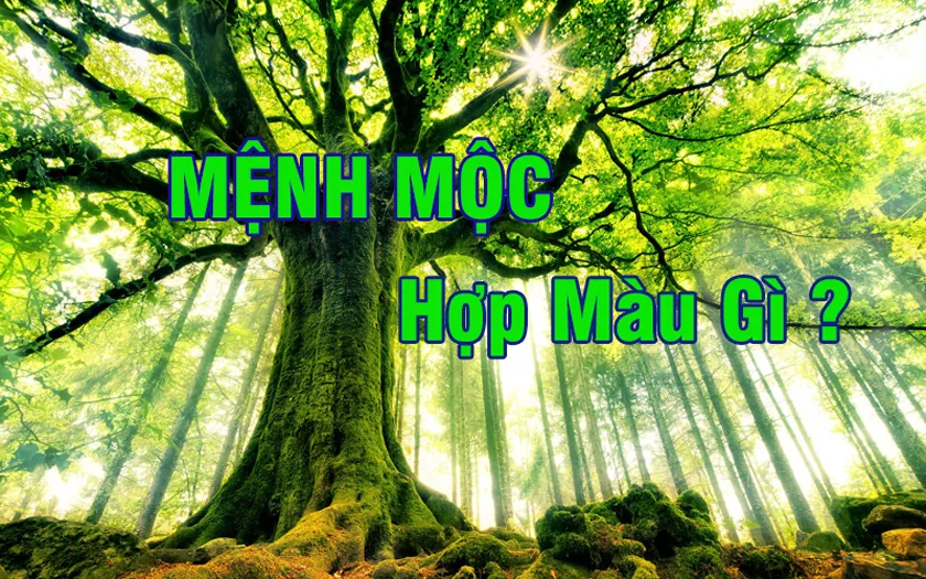 Mệnh Mộc nhuộm tóc màu gì? 10 màu tóc đẹp và phong thủy cho mệnh Mộc