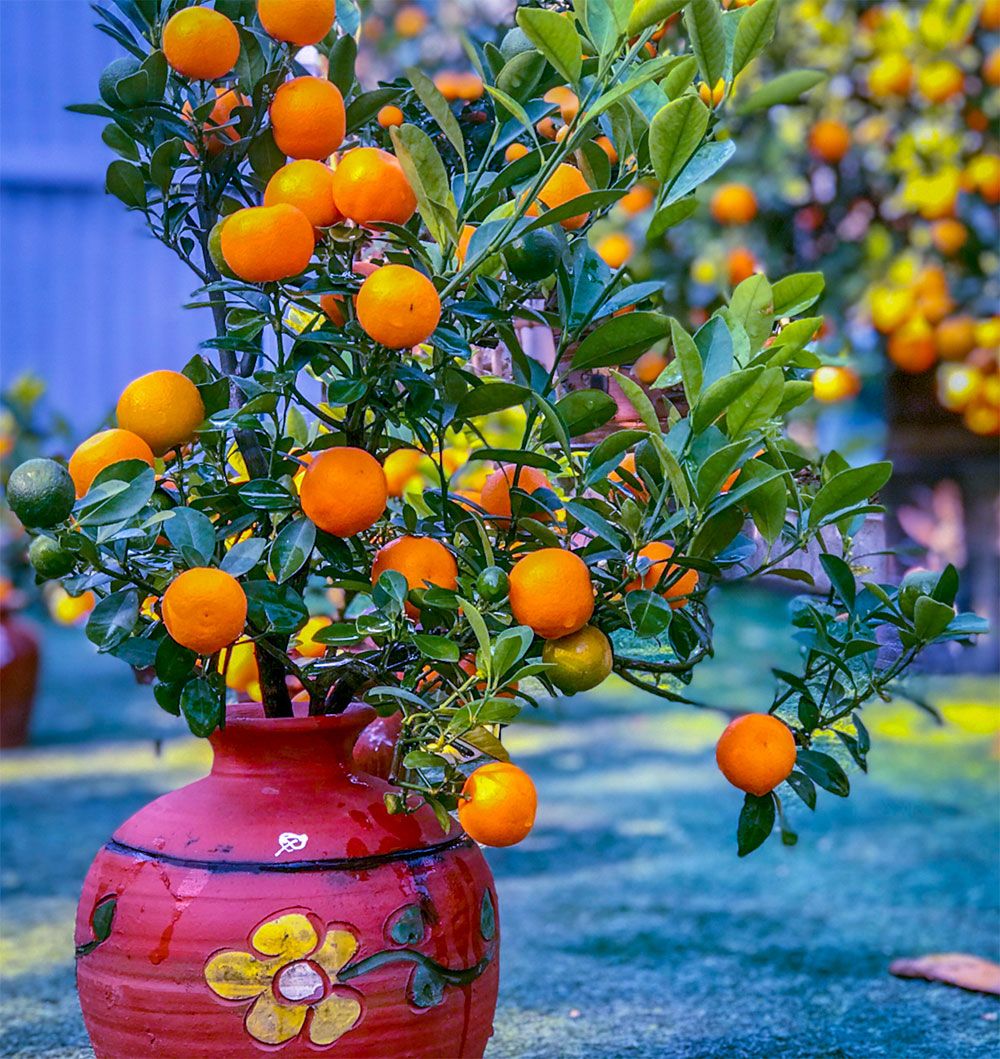 Tết nên tặng gì cho ba mẹ? Gợi ý 15+ món quà Tết rất ý nghĩa - 6