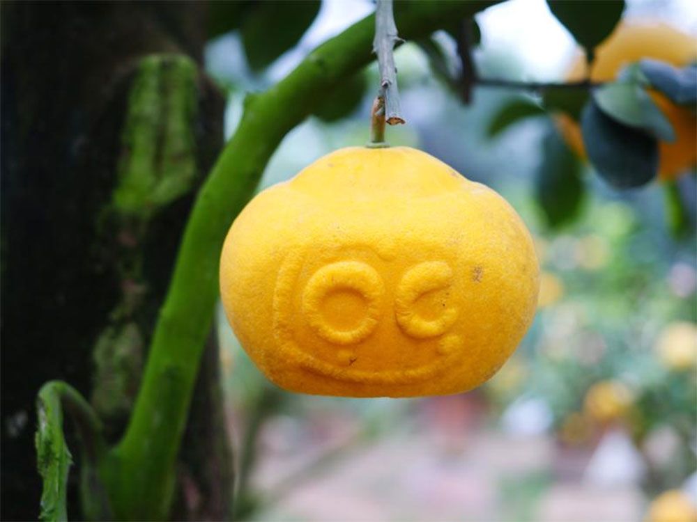 Tết nên tặng gì cho ba mẹ? Gợi ý 15+ món quà Tết rất ý nghĩa - 11