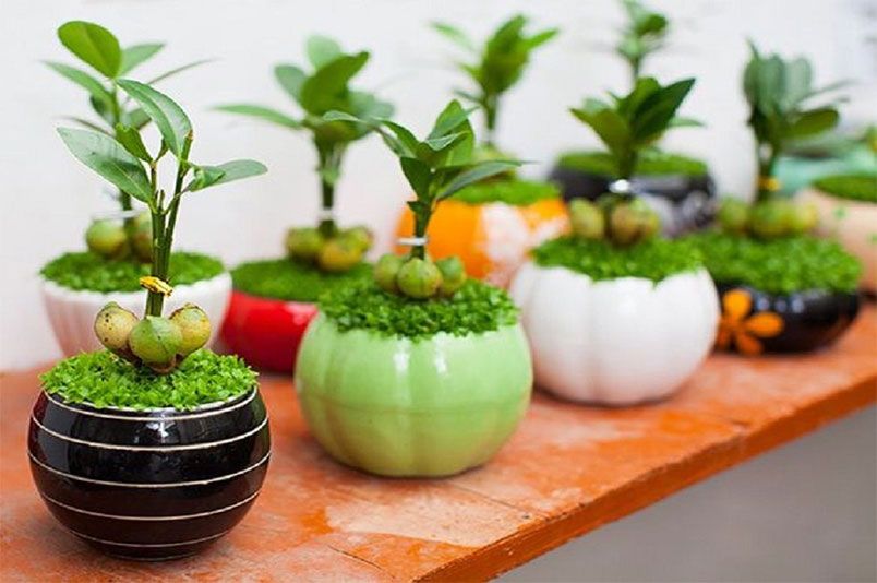 Đầu năm mua gì cho may mắn, cả năm tài lộc sung túc, bình an - 8