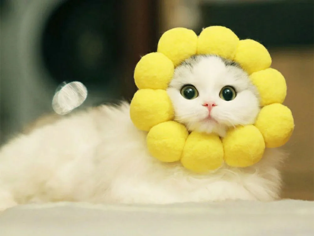 Top 9 mẫu mũ cho thú cưng mà các 