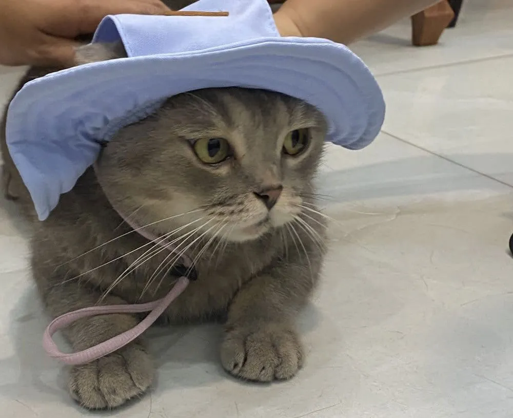 Top 9 mẫu mũ cho thú cưng mà các 