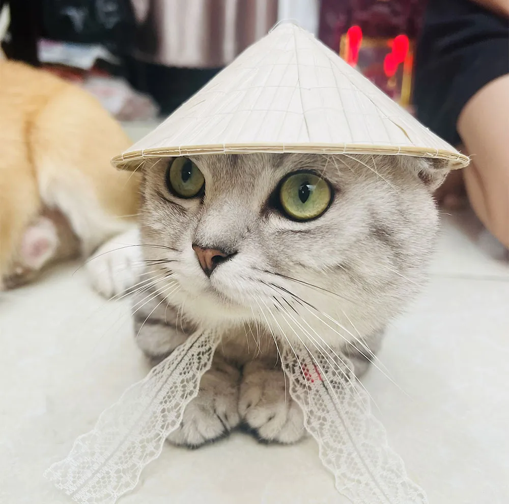Top 9 mẫu mũ cho thú cưng mà các 