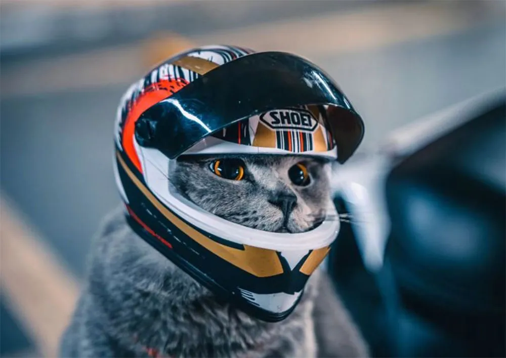 Top 9 mẫu mũ cho thú cưng mà các 