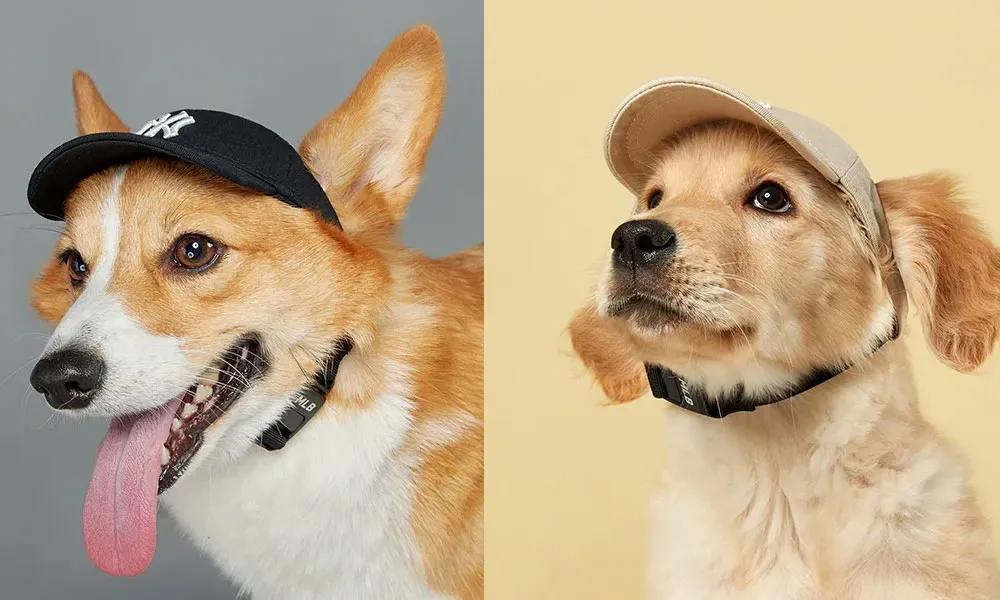 Top 9 mẫu mũ cho thú cưng mà các 