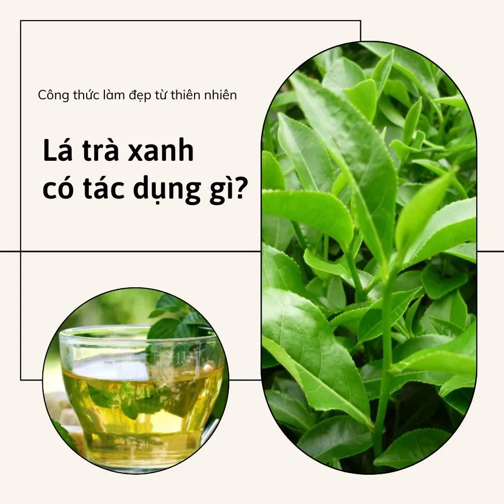 Lá trà xanh có tác dụng gì? Điều bạn không nên bỏ lỡ