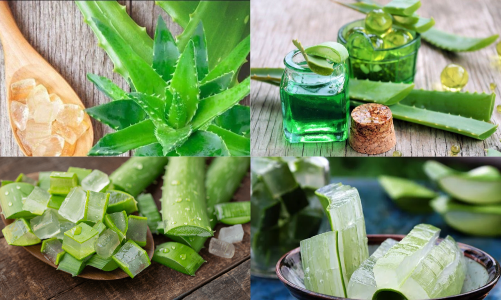 Cách làm đẹp bằng nha đam tại nhà hiệu quả, đơn giản - 2