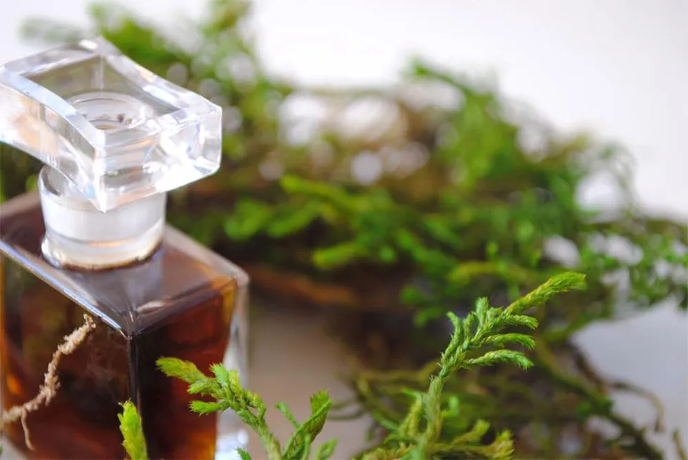 Tại sao nên gợi ý lý tưởng nước hoa hương dương xỉ? 