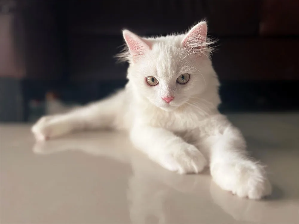 Tỏ tình nên tặng quà gì? 15 món quà 