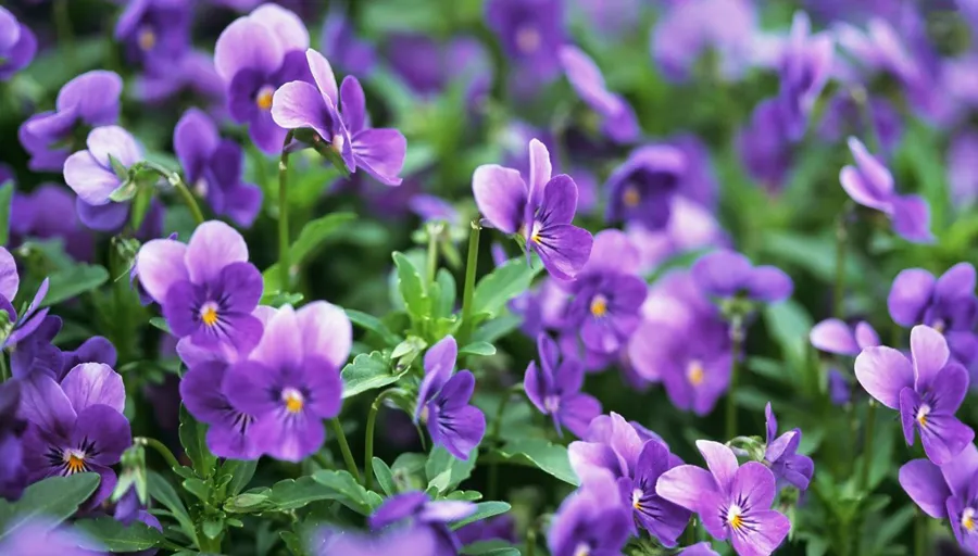 Top 12 Nước Hoa Mùi Hoa Violet Lôi Cuốn Mọi Ánh Nhìn