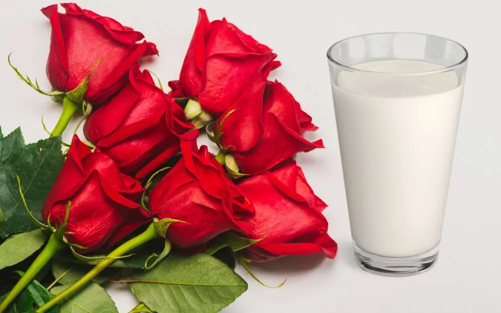 Mặt Nạ Hoa Hồng Có Công Dụng Gì? 5 Cách Làm Mặt Nạ Đơn Giản