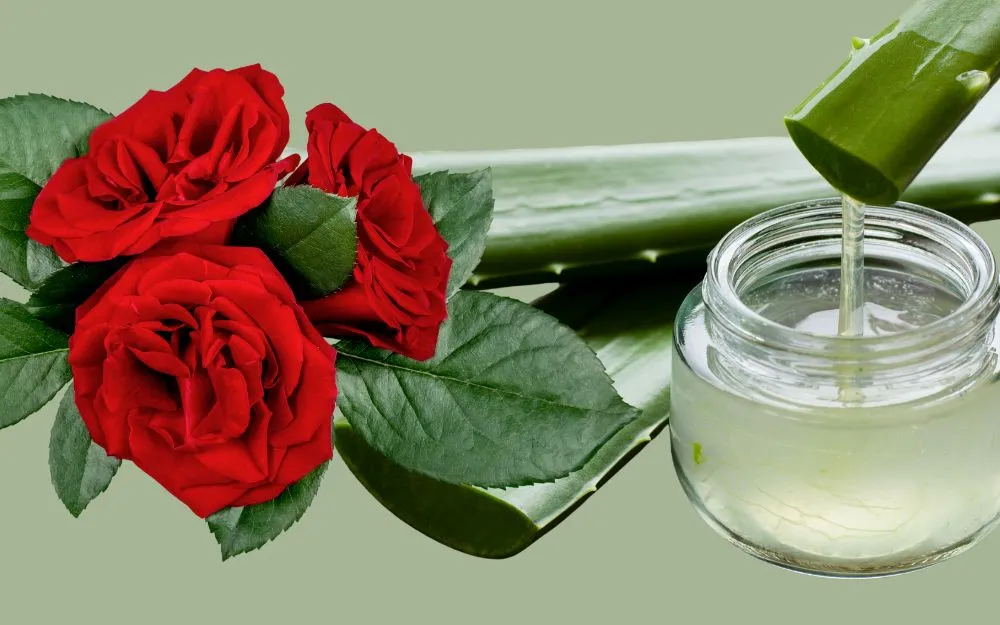 Mặt Nạ Hoa Hồng Có Công Dụng Gì? 5 Cách Làm Mặt Nạ Đơn Giản