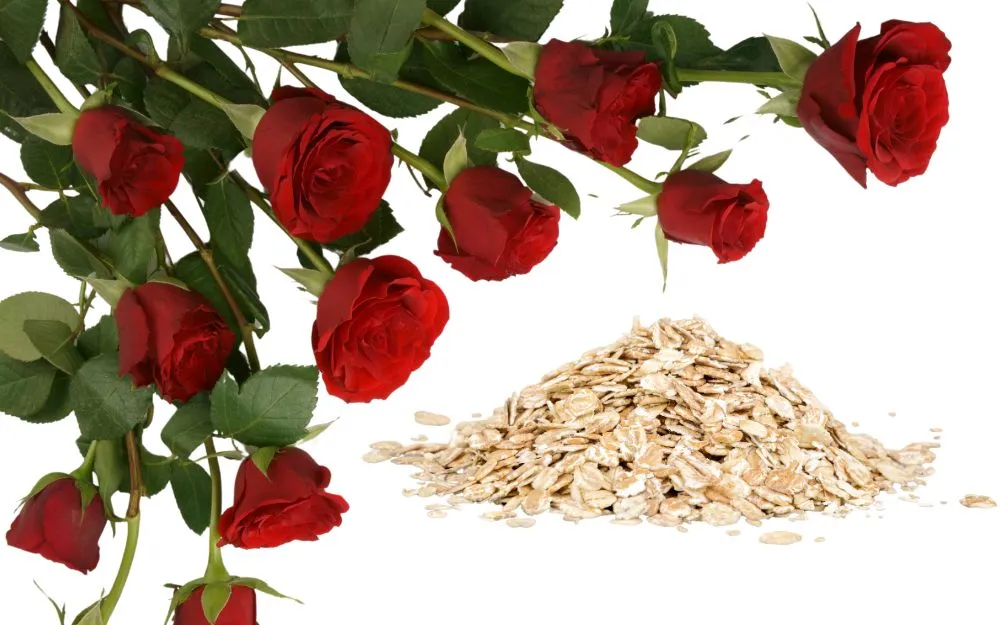 Mặt Nạ Hoa Hồng Có Công Dụng Gì? 5 Cách Làm Mặt Nạ Đơn Giản