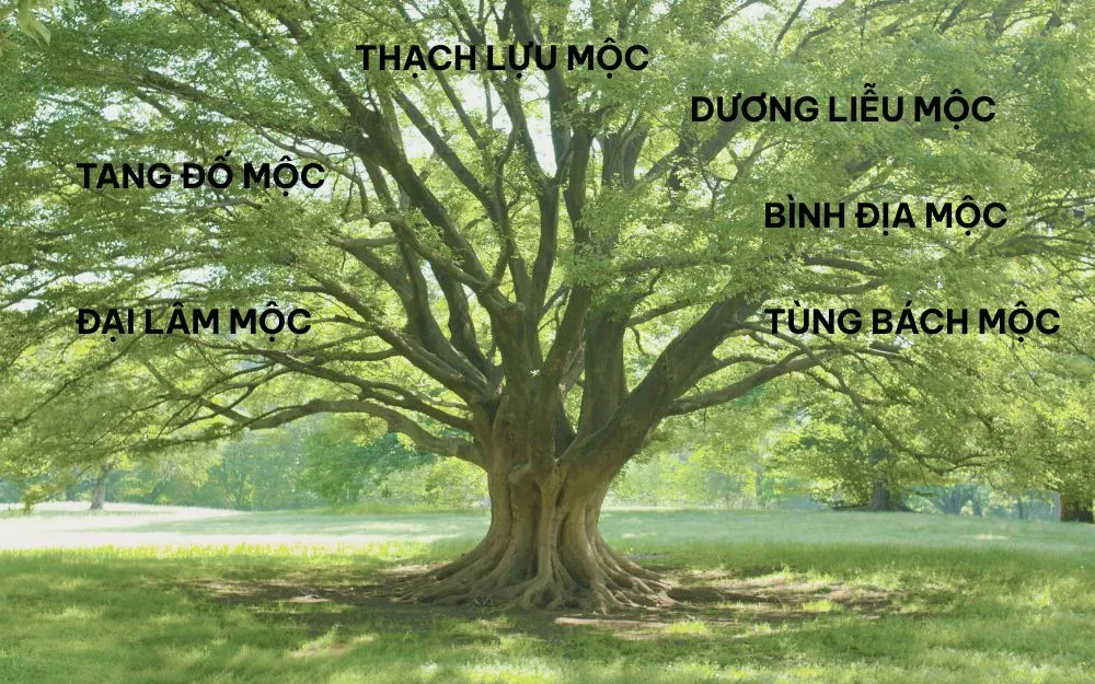 Mệnh Mộc Hợp Màu Gì? Cách Chọn Trang Sức Thu Hút Vận May, Tài Lộc