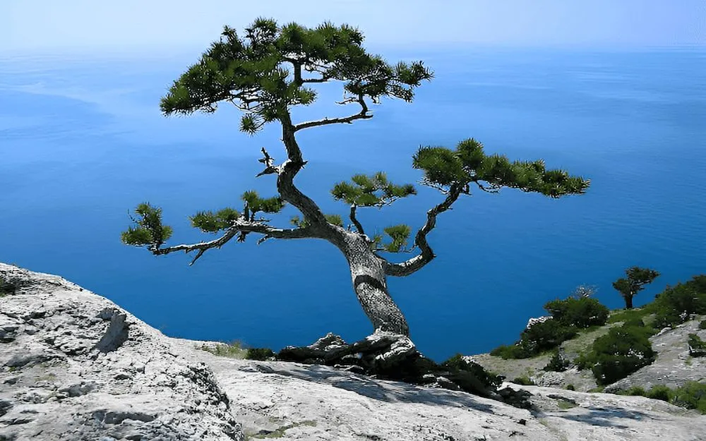 1980 Mệnh Gì Hợp Màu Gì? Gợi Ý Các Mẫu Trang Sức Thu Hút May Mắn - 1