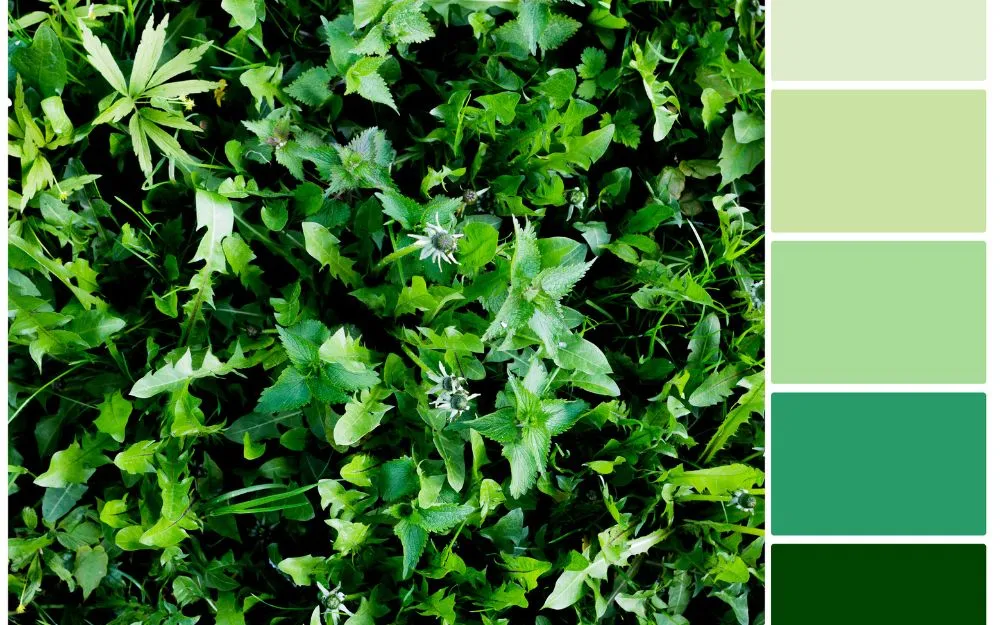 1981 Mệnh Gì Hợp Màu Gì? Gợi Ý Các Mẫu Trang Sức Thu Hút May Mắn - 4