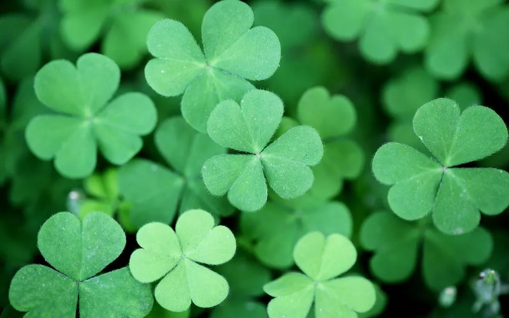 Top 10 Nhẫn Cỏ 4 Lá Bán Chạy, Được Ưa Chuộng Hiện Nay - 20