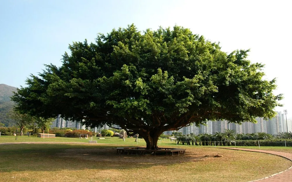 1988 Mệnh Gì Hợp Màu Gì? Gợi Ý Các Mẫu Trang Sức Thu Hút May Mắn - 1