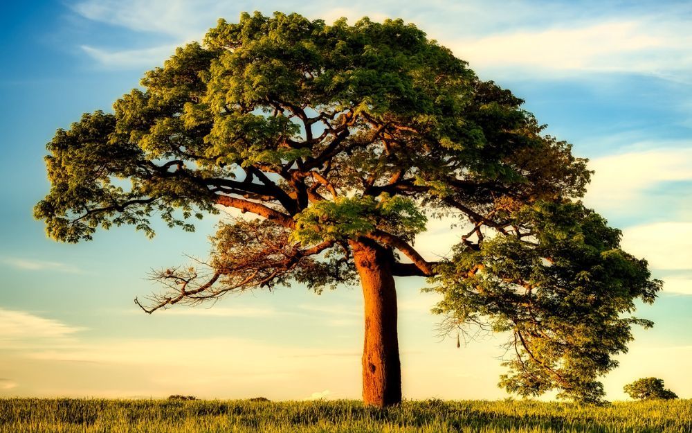 1989 Mệnh Gì Hợp Màu Gì? Gợi Ý Các Mẫu Trang Sức Thu Hút May Mắn - 1