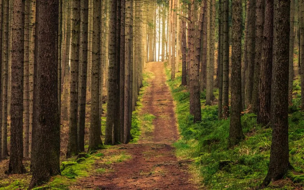 1991 Mệnh Gì Hợp Màu Gì? Gợi Ý Các Mẫu Trang Sức Thu Hút May Mắn - 1