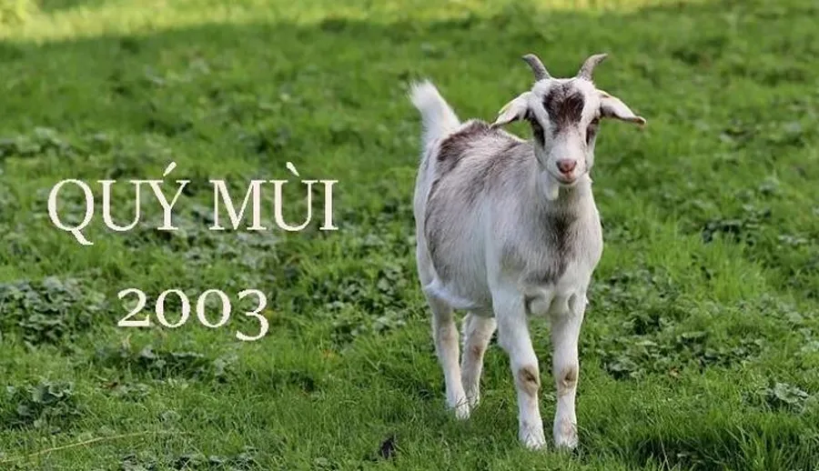 Vận mệnh của những người sinh năm 2003