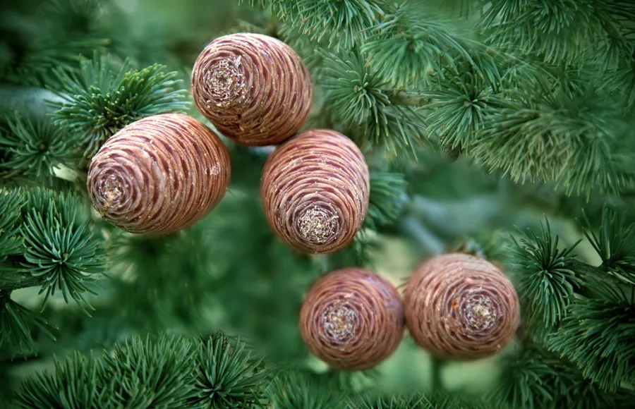 Tổng quan về nước hoa gỗ tuyết tùng