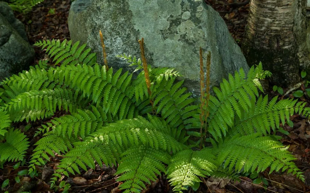 Top 12 Tinh Dầu Nước Hoa Dubai Nam Mùi Nào Rất Thơm - 15