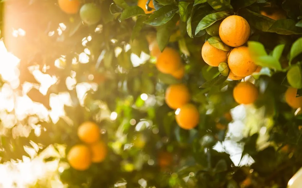 Top 12 Tinh Dầu Nước Hoa Dubai Nam Mùi Nào Rất Thơm - 3