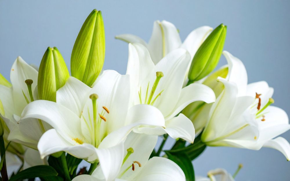 Top 10 Nước Hoa Mùi Hoa Ly Mùi Thanh, Thơm Lâu Nịnh Mũi - 1