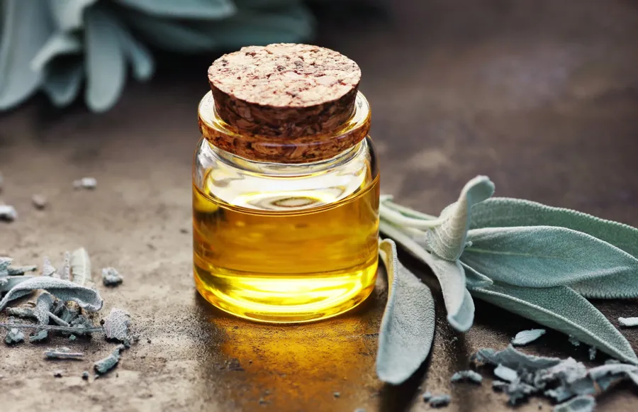 Đặc điểm mùi hương của cây xô thơm