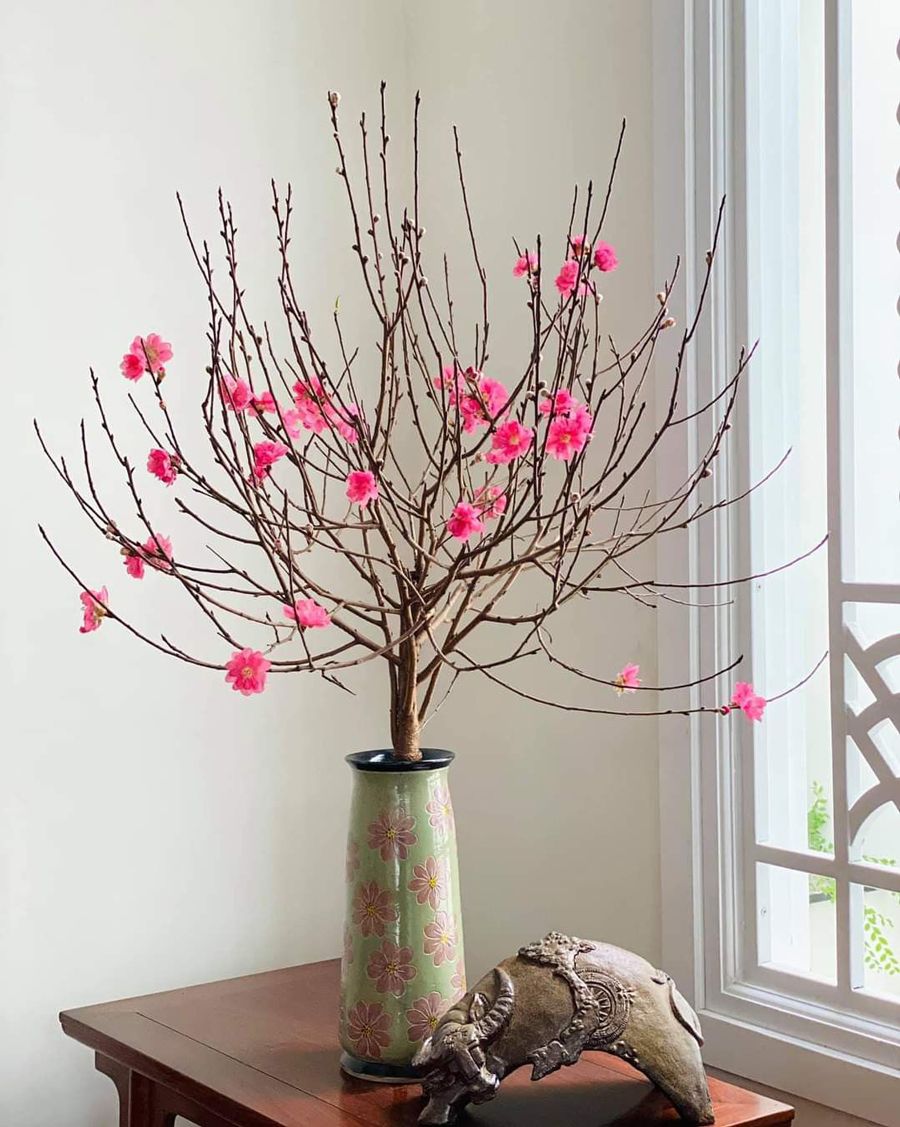 Cây cảnh phong thủy ngày Tết