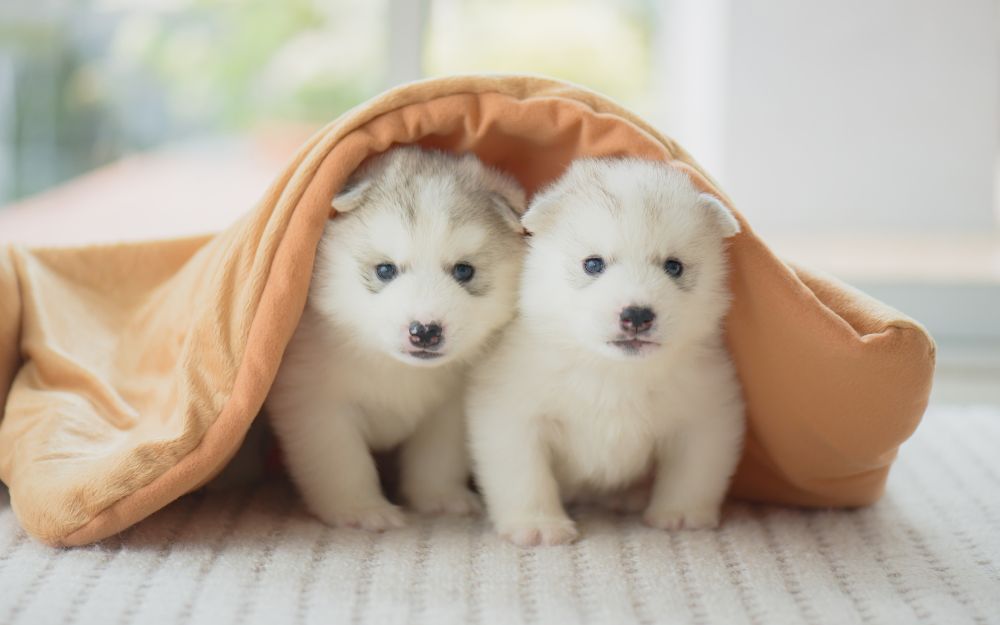 Bạn Gái Giận Nên Tặng Gì? Gợi Ý Quà Tặng Xin Lỗi Tinh Tế - 16