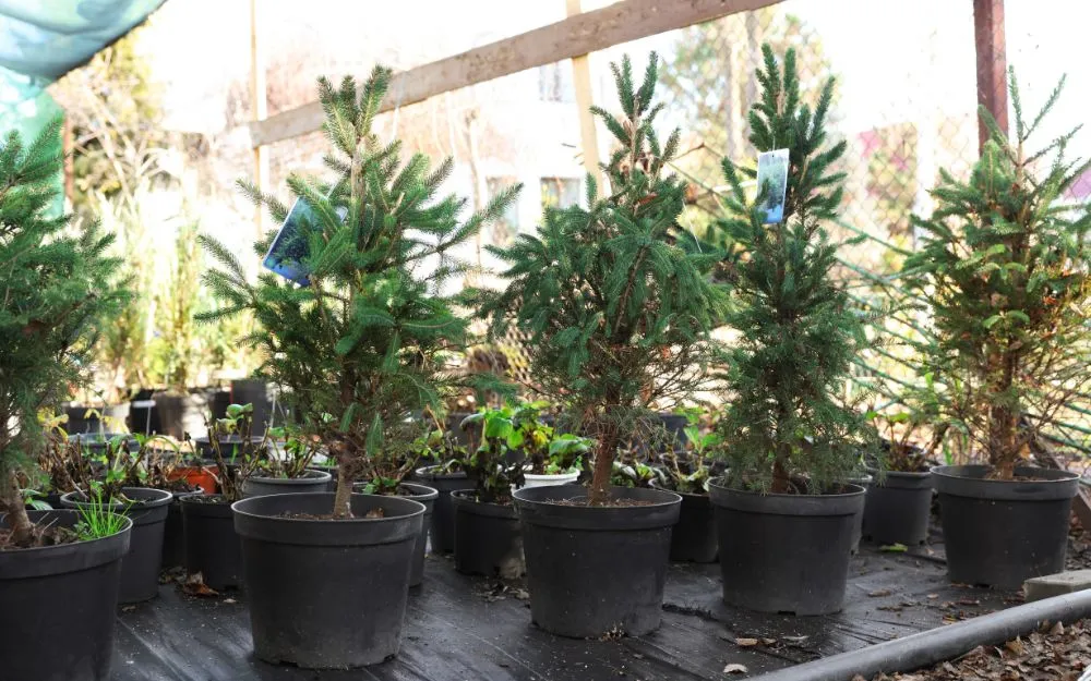 Gợi Ý 10 Món Quà Tặng Cho Giáo Viên Về Hưu Thiết Thực, Ý Nghĩa - 9