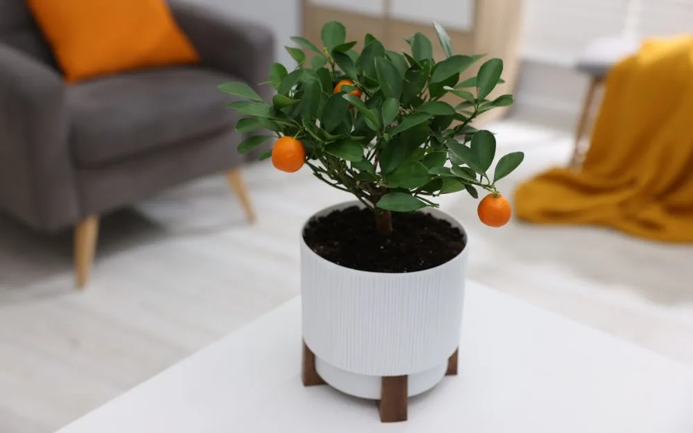 Gợi Ý 10+ Quà Tặng 8/3 Cho Đối Tác Nữ Sang Trọng, Tinh Tế - 15