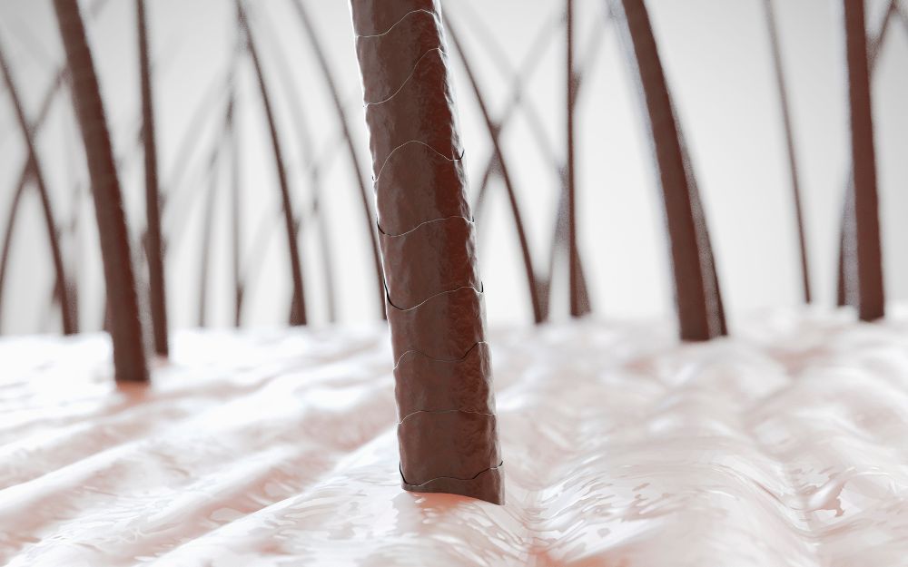 Scalp Hair Là Gì? Những Thuật Ngữ Về Scalp Bạn Nên Biết - 2