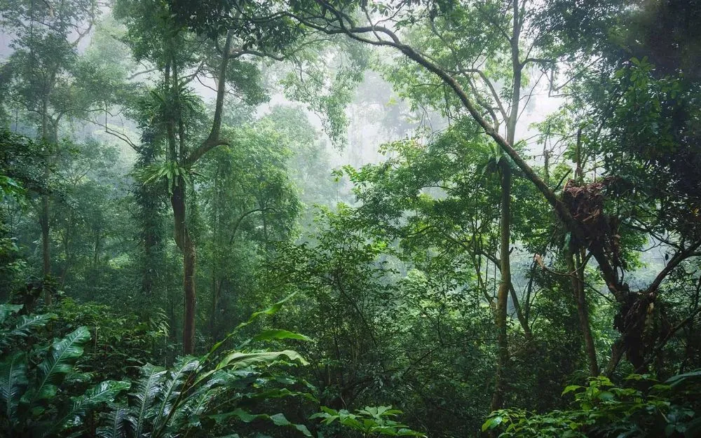 Mặc Gì Đi Rừng Cúc Phương Chụp Ảnh Đẹp? Gợi Ý 15+ Outfits Phù Hợp - 22