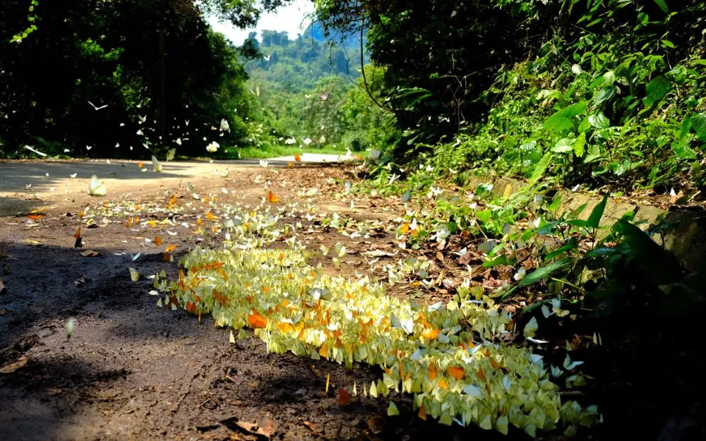 Mặc Gì Đi Rừng Cúc Phương Chụp Ảnh Đẹp? Gợi Ý 15+ Outfits Phù Hợp - 23