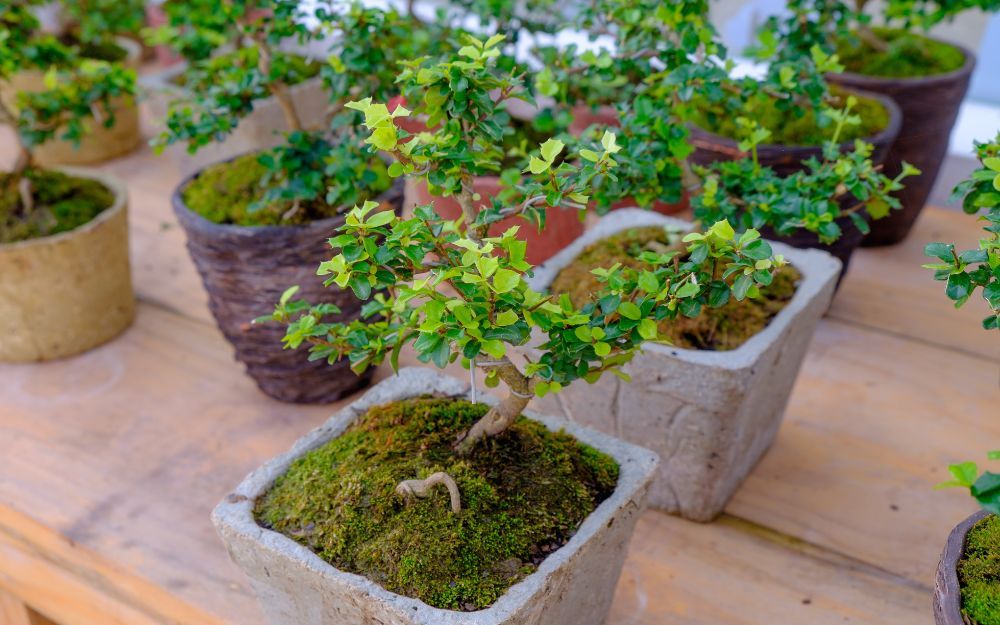 Tặng Quà Gì Cho Kim Ngưu? 15+ Quà Tặng Cung Kim Ngưu Thiết Thực - 4