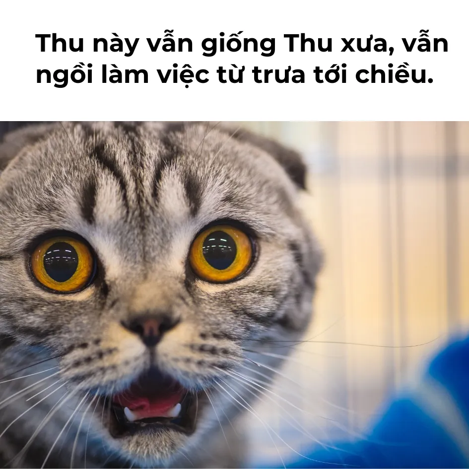 Caption đăng ảnh Trung Thu hài hước