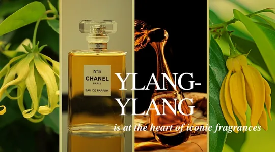 Top 11+ Chai Nước Hoa Hương Ngọc Lan Tây Mê Hoặc Mọi Giác Quan
