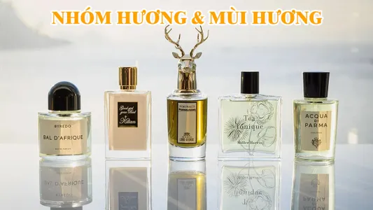 30+ Nhóm Hương Và 50+ Mùi Hương Nước Hoa Phổ Biến